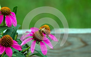 A bee gathers pollen in Missouri