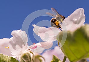 Bee on a gentle white flowers of apple tree - malus pumila