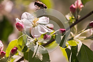 Bee on a gentle white flowers of apple tree - malus pumila