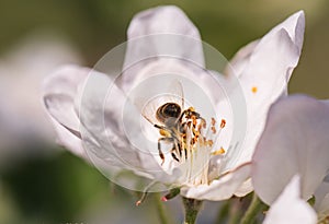 Bee on a gentle white flowers of apple tree - malus pumila