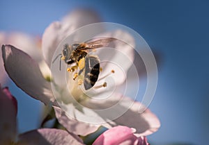 Bee on a gentle white flowers of apple tree - malus pumila