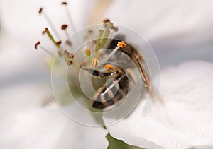 Bee on a gentle white flowers of cherry tree - prunus cerasus