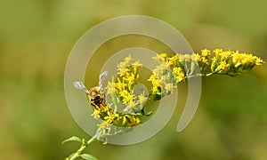 Bee gets nectar from goldenrod wildflower