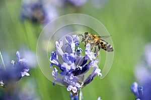 A bee getting nectar and pollen from a violet levander.