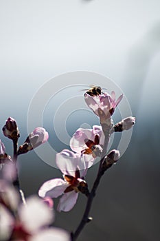 Bee getting polen from an almond tree flower