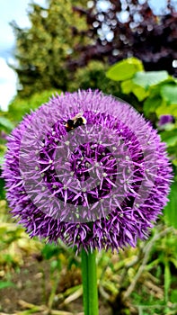 Bee on a Giant Allium flower