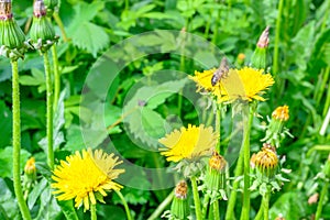 The bee. Glade of fresh meadow dandelions on a sunny spring day. Flowering dandelions. Dandelion plant with a fluffy bud