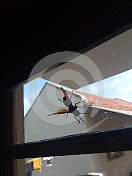 Bee on a glass window