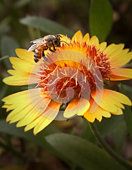 Bee on Golden Blanket Flowers Gaillardia Aristata