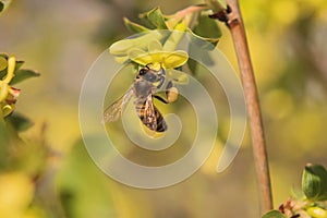 Bee and gooseberry flower