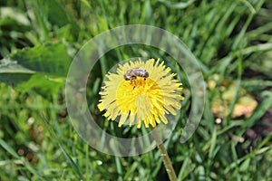 Bee in the grass