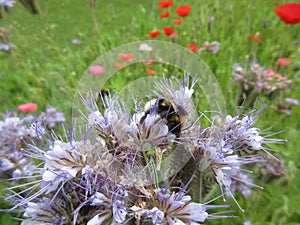 Bee grazing on a thistle