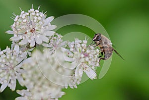 Bee on Great Masterwort flower