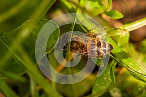 Bee on the green leaf in nature.Insect.Nature