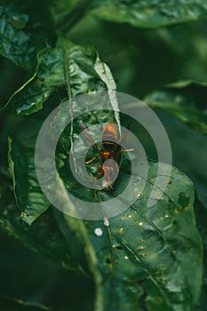 Bee on a Green Leaf - Yellow black hornet on a green leaf eating