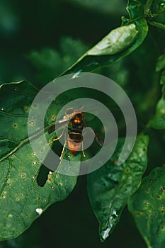Bee on a Green Leaf - Yellow black hornet on a green leaf eating