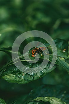 Bee on a Green Leaf - Yellow black hornet on a green leaf eating