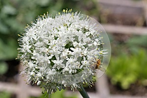 A bee on a green onion blossom