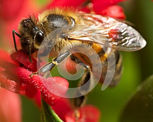 Bee on grevillea photo