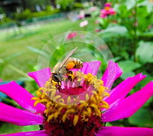 The bee had nectars on its foot photo