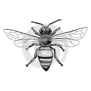 Bee hand drawing vintage style