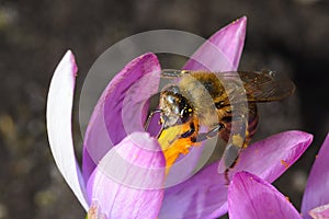 The bee is harvested by the nectar, and pollens the Crocus flower violet