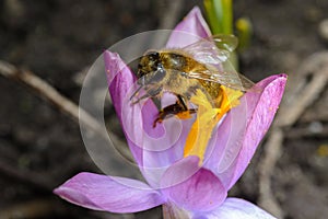 The bee is harvested by the nectar, and pollens the Crocus flower violet