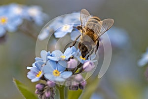 Bee harvesting pollen form a flower