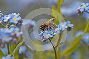 Bee harvesting pollen form a flower