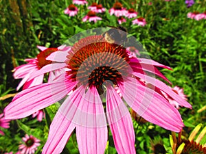 Bee harvesting pollen on a stunning pink flower