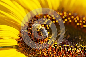 Bee harvesting pollen on sunflower