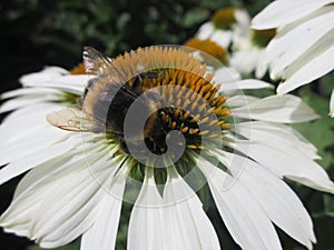 Bee harvesting pollen on a white flower