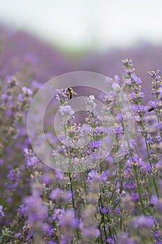 A bee harvests pollen and honey in a lavender plantation.