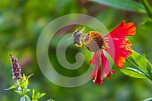 Bee has landed and is sitting on a helenium flower in the garden