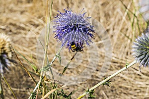 The bee sat down on a purple flower and drinks nectar.