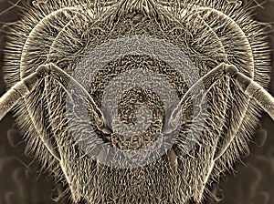 Bee. Head and eye. Electron microscope photos