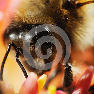 Bee head macro