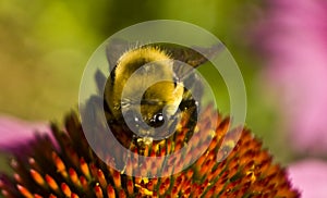 Bee head on sits on Echinacea flower extreme close cup