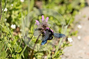 Bee on the Heal-all flower