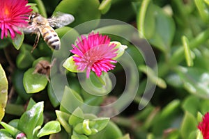 Bee on Heartleaf Ice Plant photo