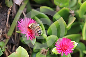 Bee on Heartleaf Ice Plant photo