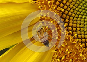 Bee on sunflower heavily laden with pollen photo
