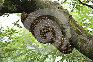 Bee Hive photo