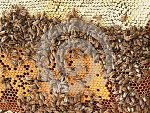 Bee Hive photo