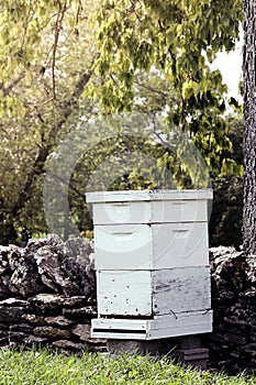 Bee Hive