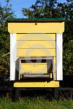 Bee Hive