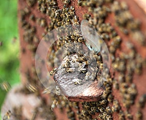 Bee hive.