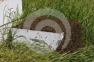 Bee hive