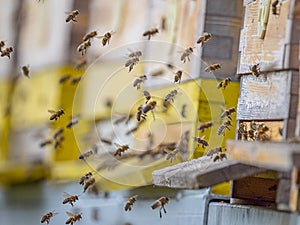 Bee hive - bee breeding Apis mellifera