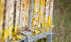 Bee hive - bee breeding Apis mellifera